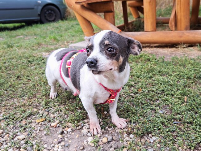 pfotenretterungarn Ruby (9)