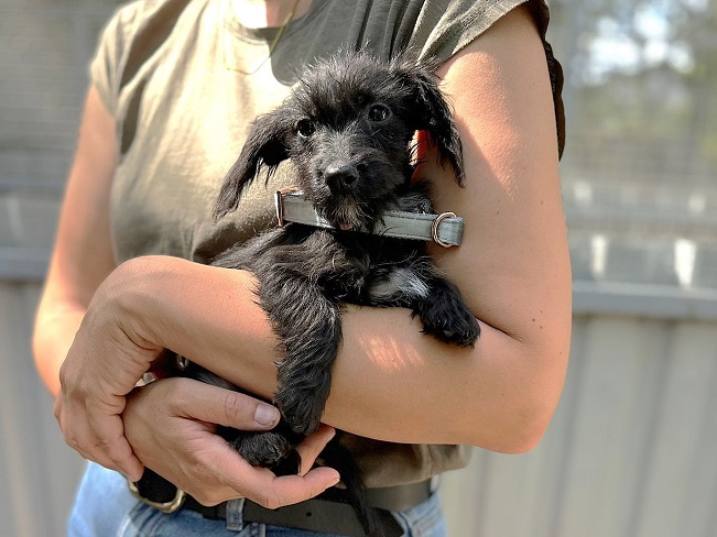 pfotenretterungarn Sarah-Jane (1)