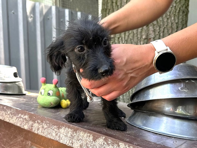 pfotenretterungarn Sarah-Jane (4)