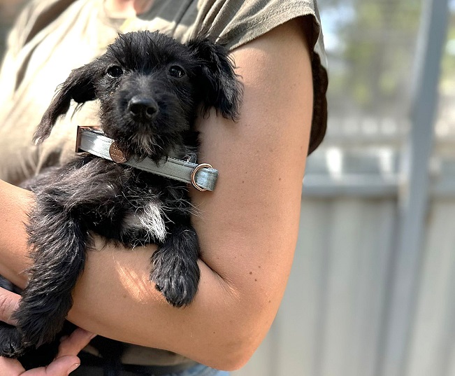 pfotenretterungarn Sarah-Jane (5)