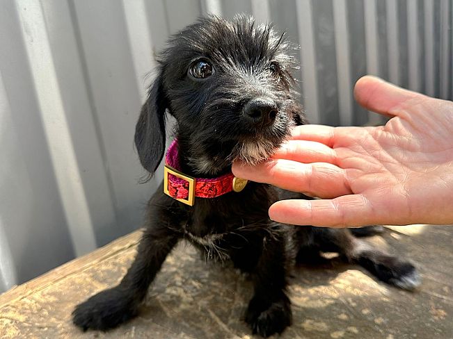 pfotenretterungarn Serafina (1)