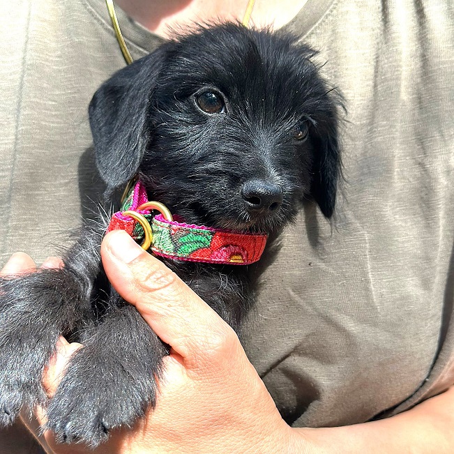 pfotenretterungarn Serafina (2)