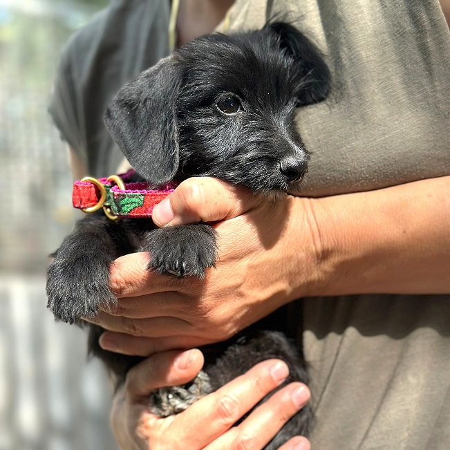 pfotenretterungarn Serafina (3)