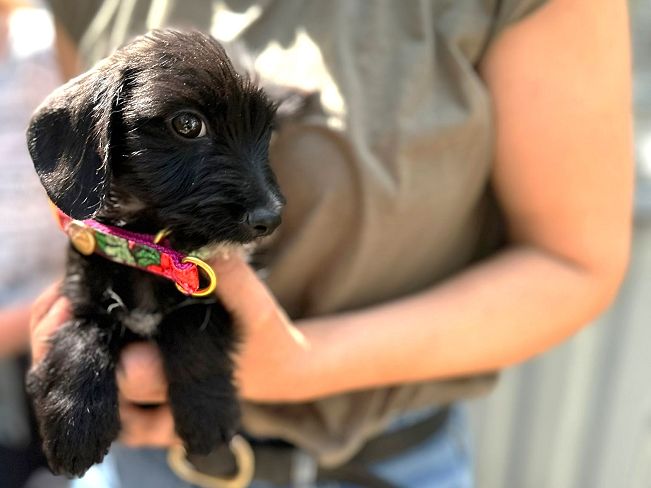 pfotenretterungarn Serafina (4)