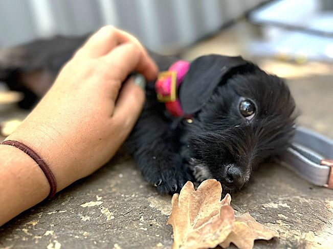 pfotenretterungarn Serafina (6)