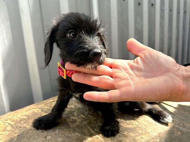 pfotenretterungarn Serafina (7)