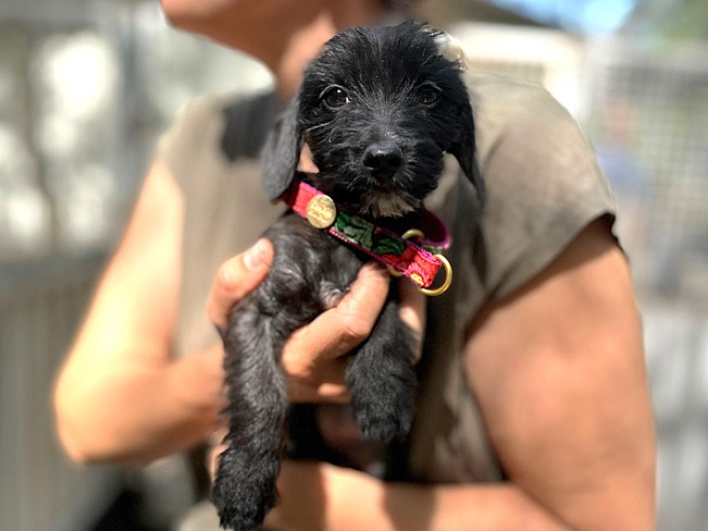 pfotenretterungarn Serafina (8)