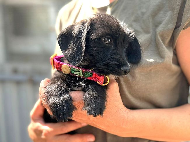 pfotenretterungarn Serafina (9)