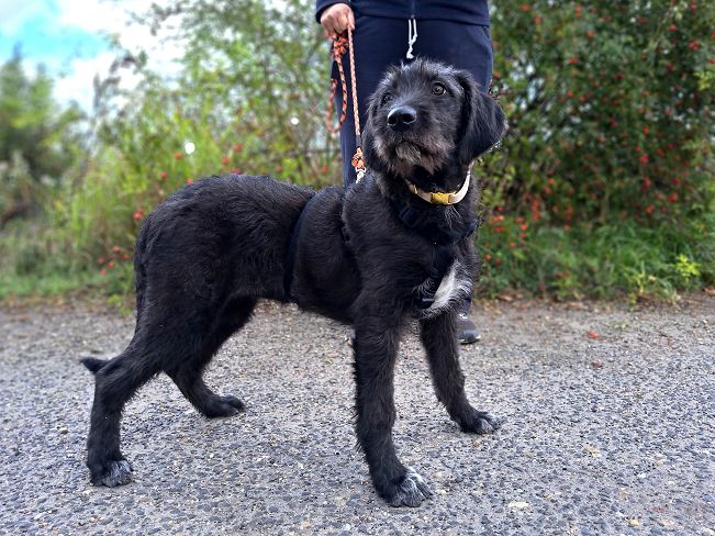 pfotenretterungarn Talia Okt-25 (2)