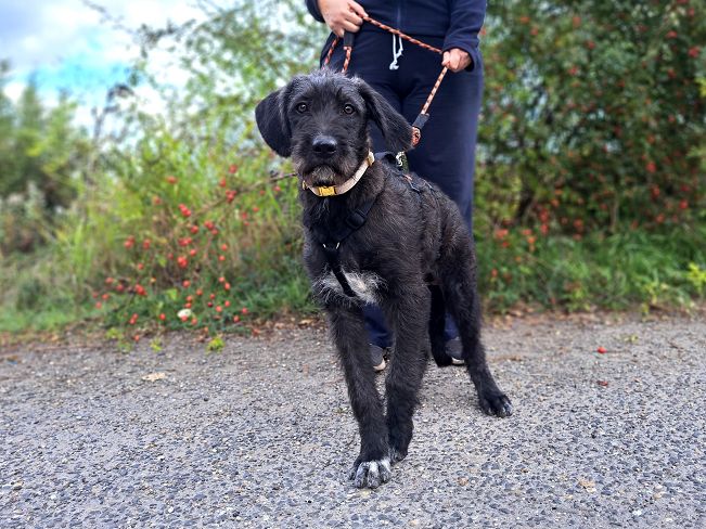 pfotenretterungarn Talia Okt-25 (3)