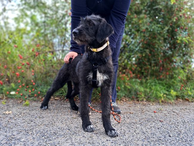 pfotenretterungarn Talia Okt-25 (4)