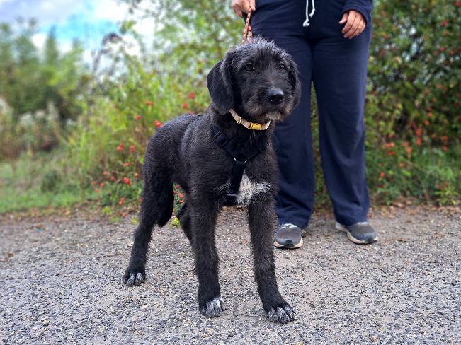 pfotenretterungarn Talia Okt-25 (5)