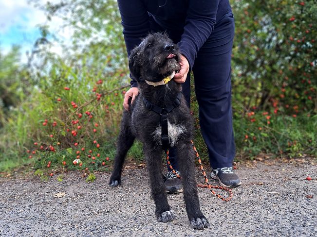 pfotenretterungarn Talia Okt-25 (6)