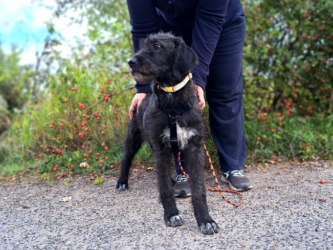 pfotenretterungarn Talia Okt-25 (7)