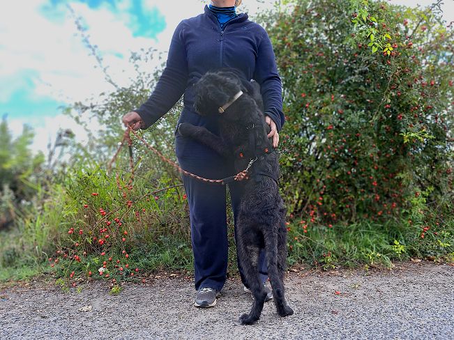 pfotenretterungarn Talia Okt-25 (8)