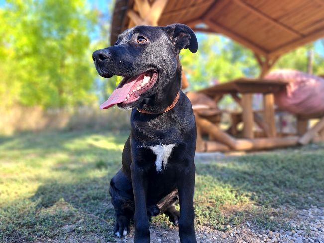 pfotenretterungarn Charlie (2)