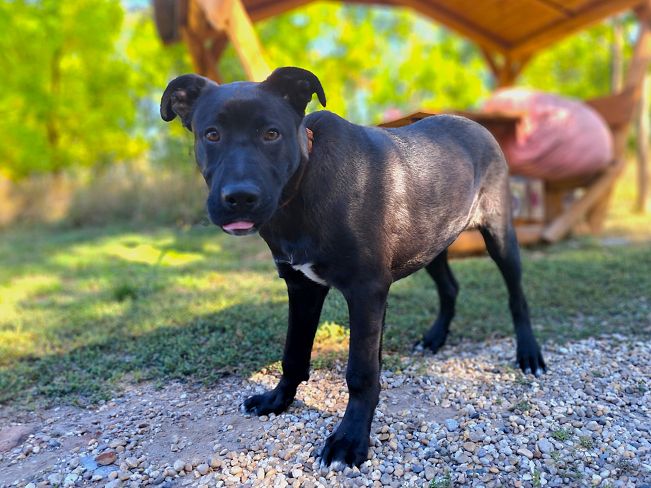 pfotenretterungarn Charlie (3)