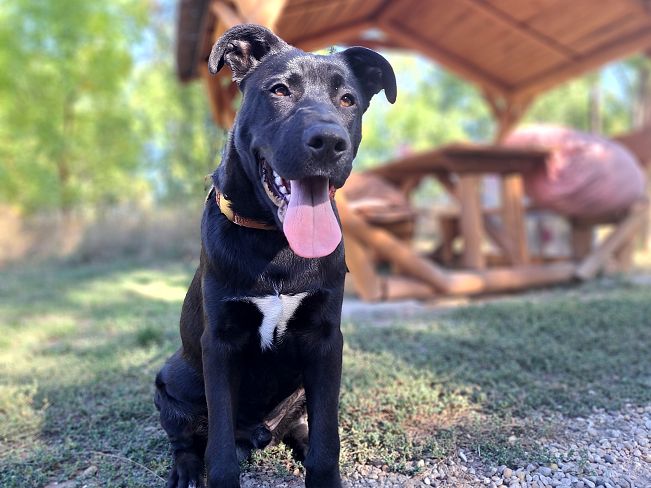 pfotenretterungarn Charlie (4)