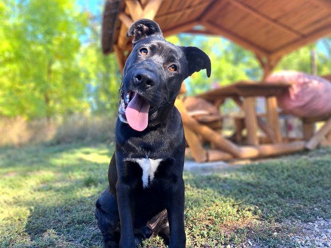 pfotenretterungarn Charlie (5)