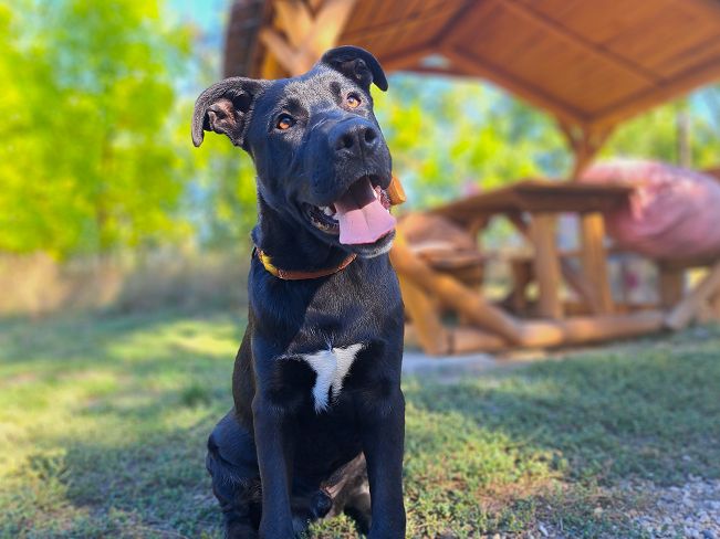 pfotenretterungarn Charlie (6)