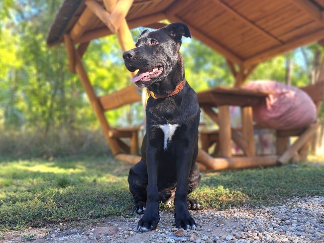 pfotenretterungarn Charlie (7)