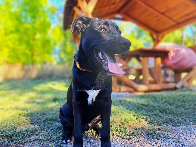 pfotenretterungarn Charlie (8)