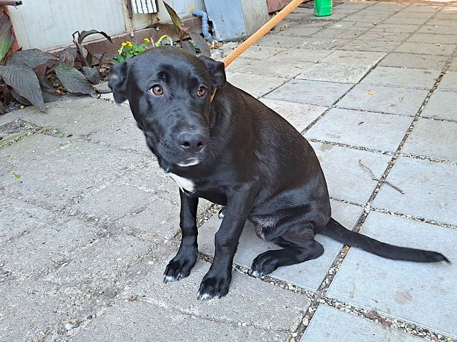 pfotenretterungarn Charlie (9)