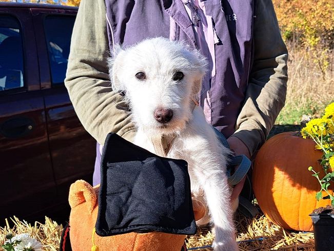 pfotenretterungarn Enya (1)