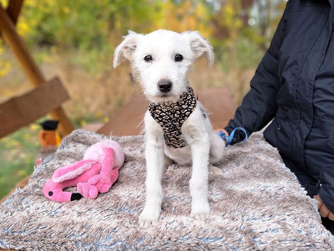 pfotenretterungarn Enya (1)