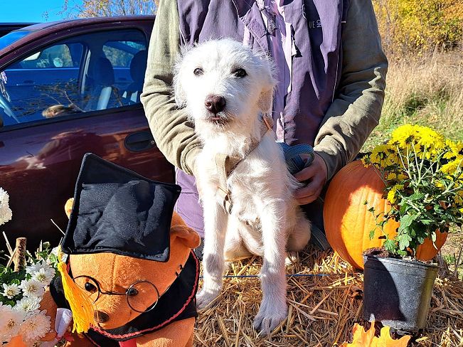 pfotenretterungarn Enya (2)