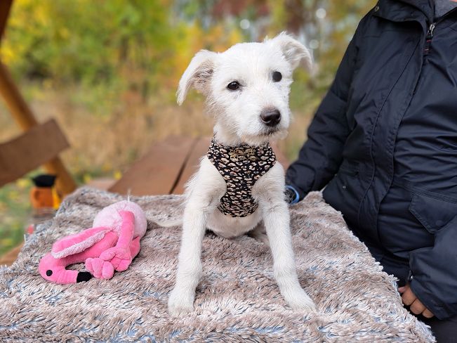 pfotenretterungarn Enya (2)