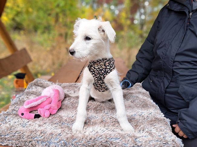 pfotenretterungarn Enya (3)