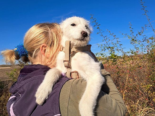 pfotenretterungarn Enya (4)