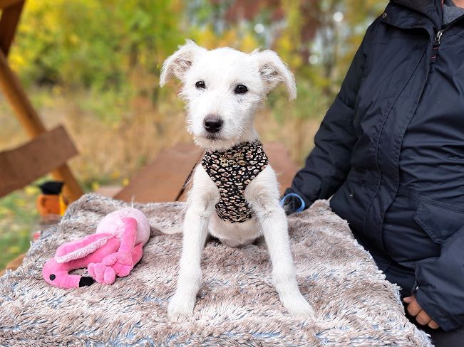 pfotenretterungarn Enya (4)