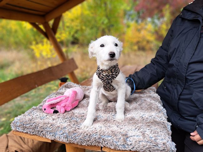 pfotenretterungarn Enya (5)