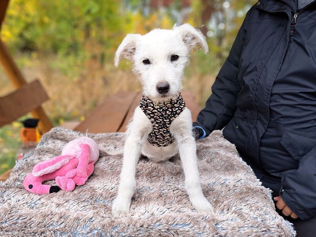 pfotenretterungarn Enya (6)