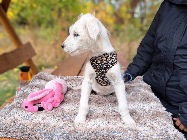 pfotenretterungarn Enya (7)