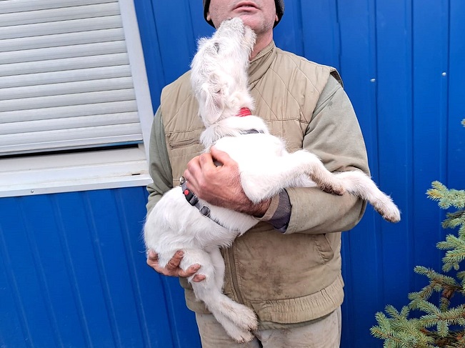 pfotenretterungarn Enya Ausreise (2)