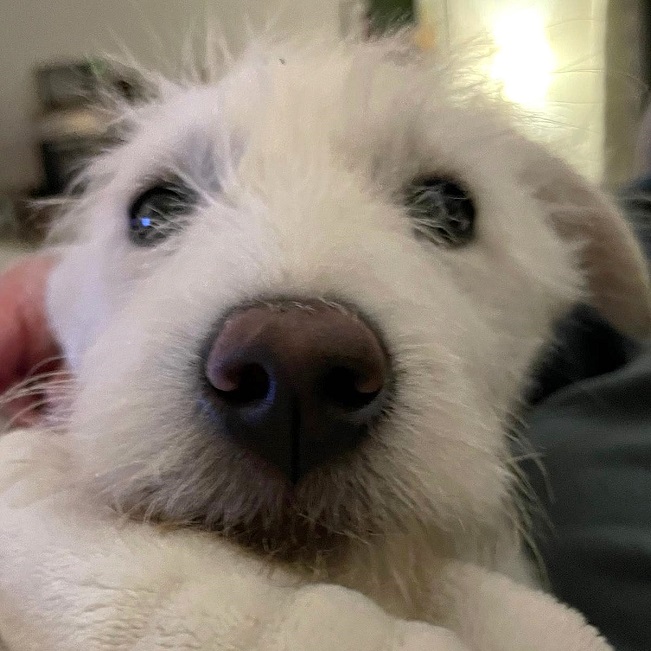 pfotenretterungarn Enya PS (10)