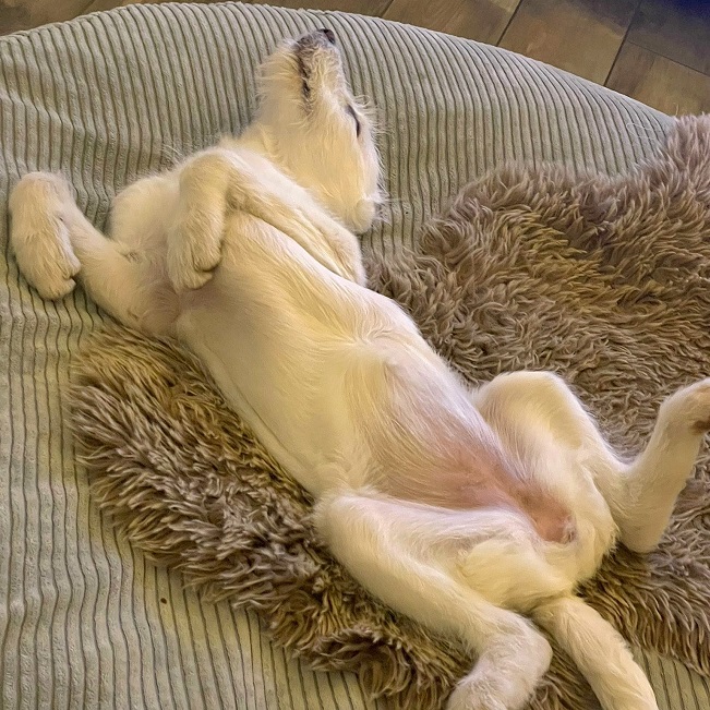 pfotenretterungarn Enya PS (11)