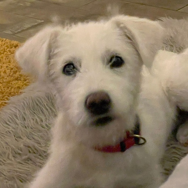 pfotenretterungarn Enya PS (12)