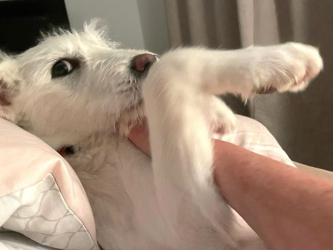 pfotenretterungarn Enya PS (13)