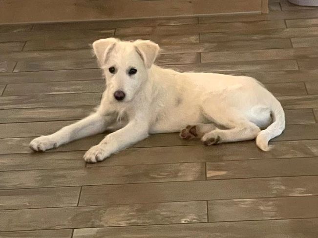 pfotenretterungarn Enya PS (14)