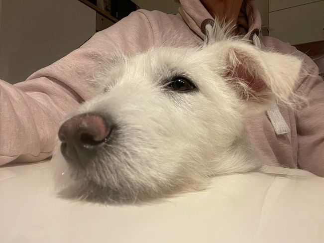 pfotenretterungarn Enya PS (15)