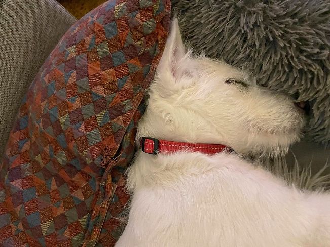 pfotenretterungarn Enya PS (16)