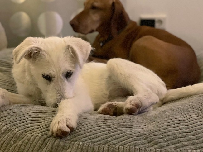 pfotenretterungarn Enya PS (17)