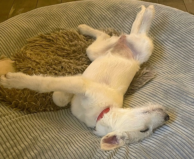 pfotenretterungarn Enya PS (2)