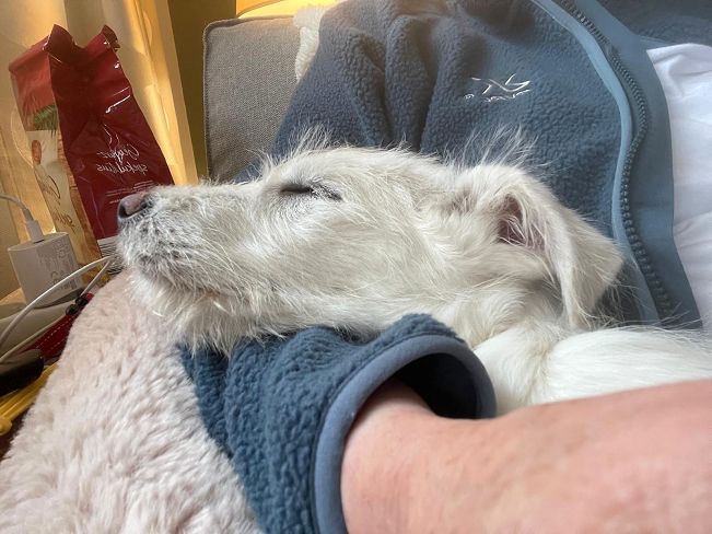 pfotenretterungarn Enya PS (3)