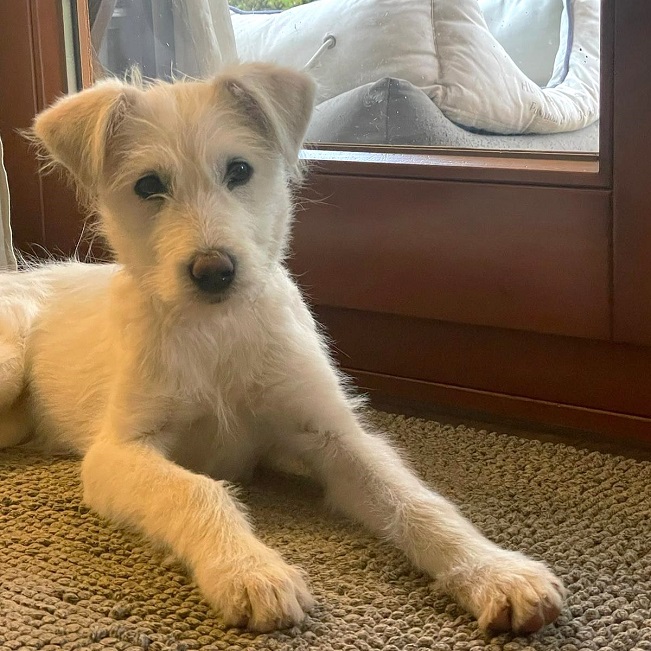 pfotenretterungarn Enya PS (4)