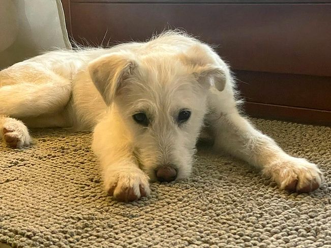 pfotenretterungarn Enya PS (5)